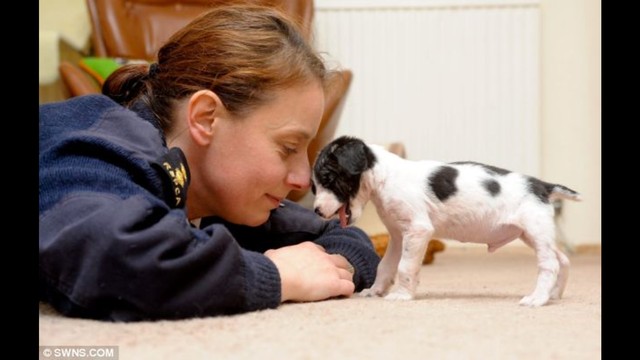 good small guard dogs