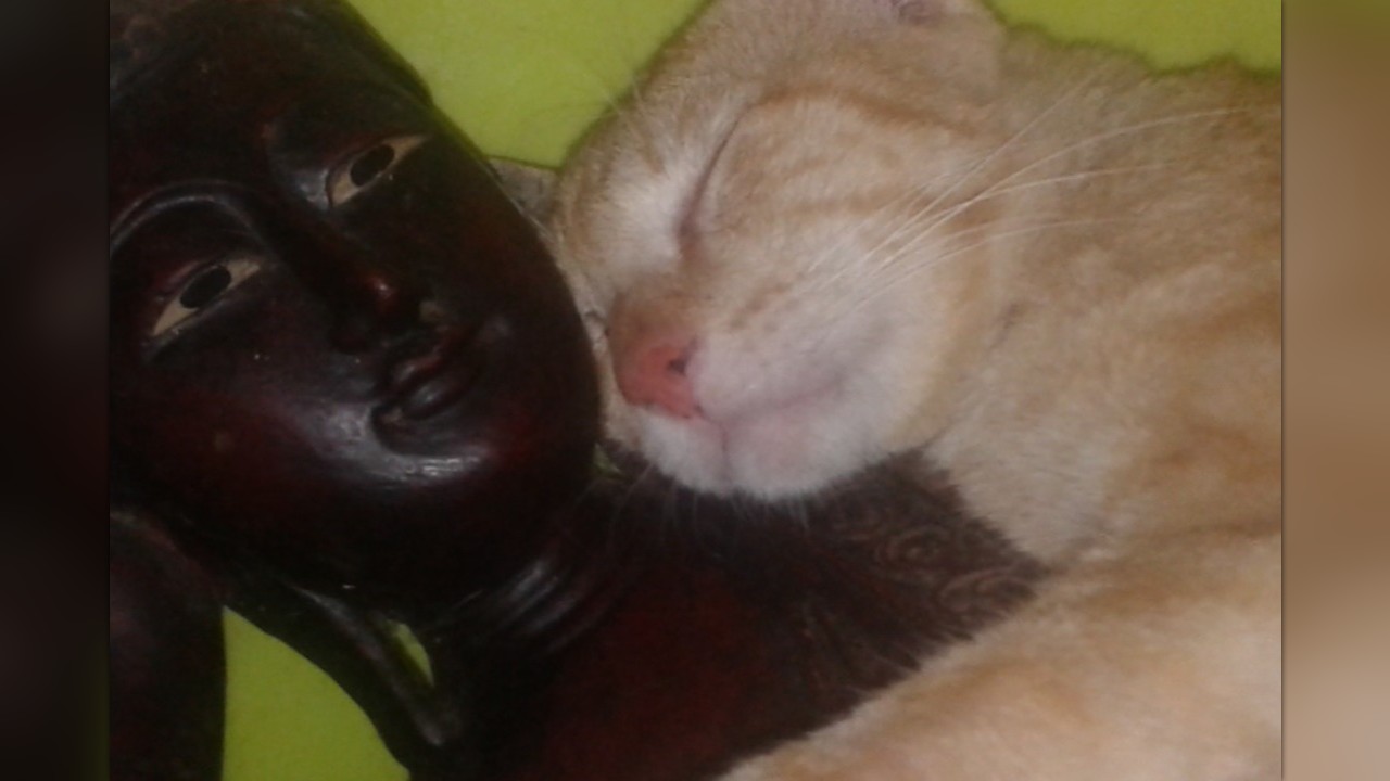 cost to get cat spayed