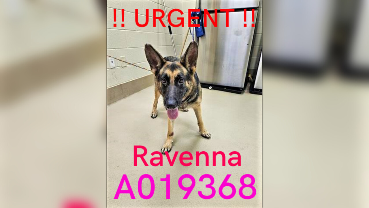 A19368 RAVENNA GS URGENT LIST for SPACE Clayton County Animal