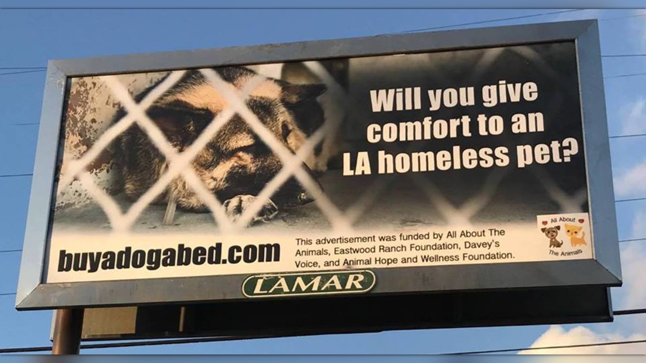 Homeless pets at LA & San Bernardino kill shelters need blankets 2020