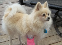 Recycled 2024 poms houston