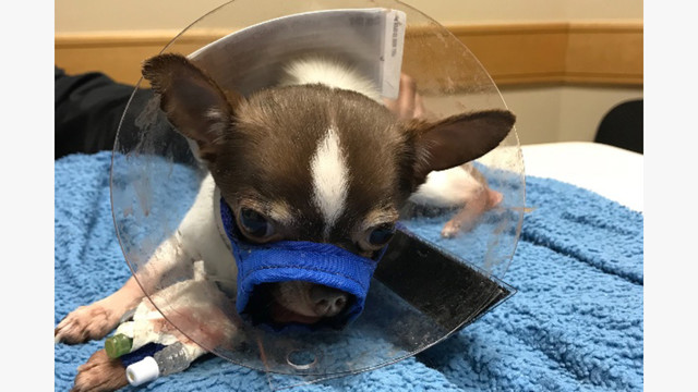 Chihuahua with sale broken jaw