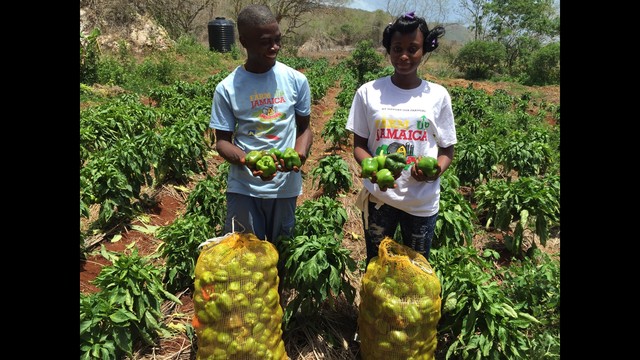 Help Jamaican Students Become Organic Farmers by Farm Up Jamaica Ltd