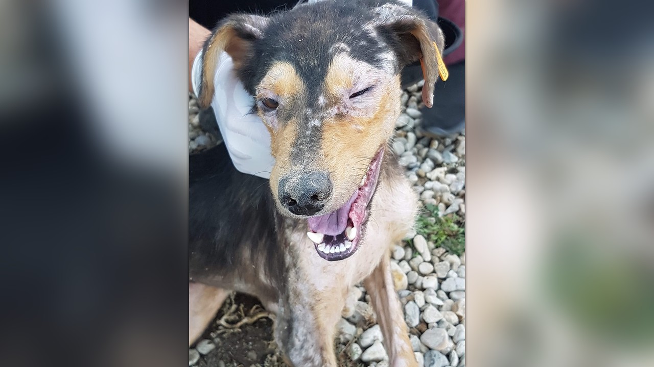 starved, dehydrated, dead & dying dogs 50 desperately need vet & food