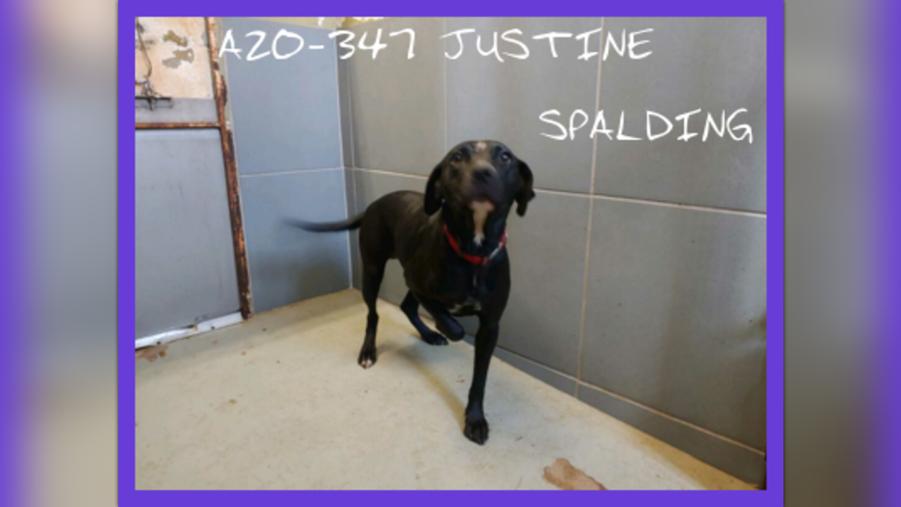 Help for Justine! by The Second Hand Dog Rescue, Inc