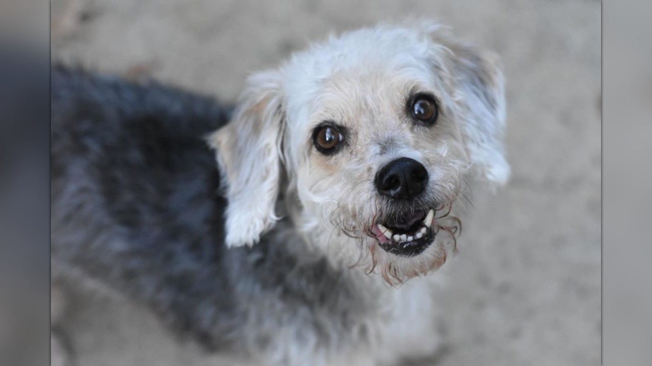 Senior Dog Desperately Looking For Her Second Chance After Owners ...