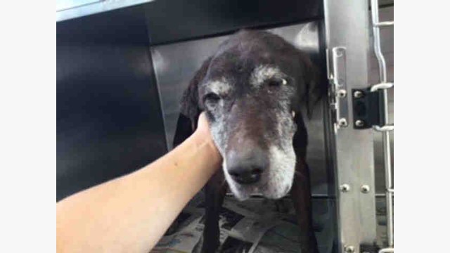 blue angel weimaraner rescue