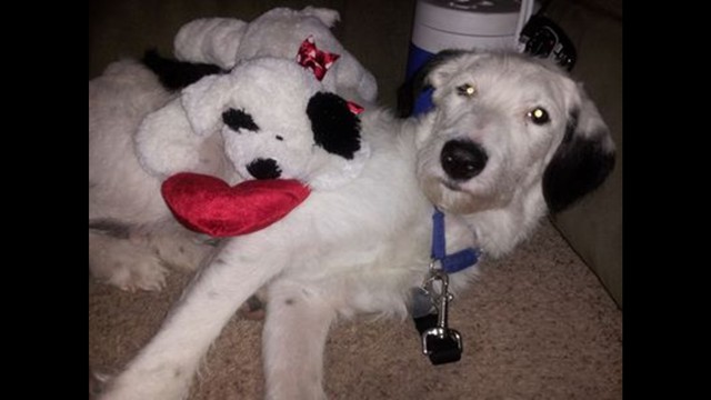 Service Dog For Seizures Cost Service Dog For Seizures Cost