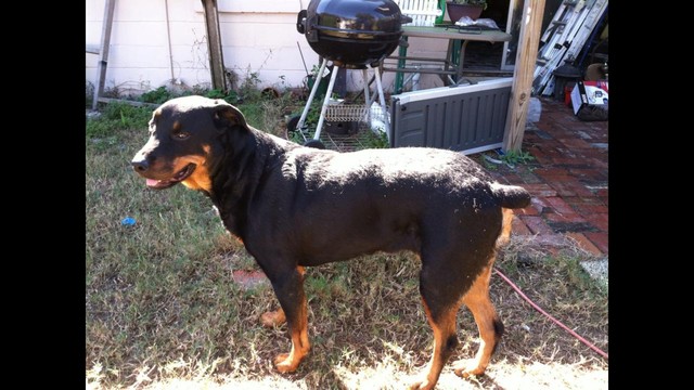 Help Chelsea Emerg Surgery By Gulfstream Guardian Angel Rottweiler Help Chelsea Emerg Surgery By Gulfstream Guardian Angel Rottweiler Rescue