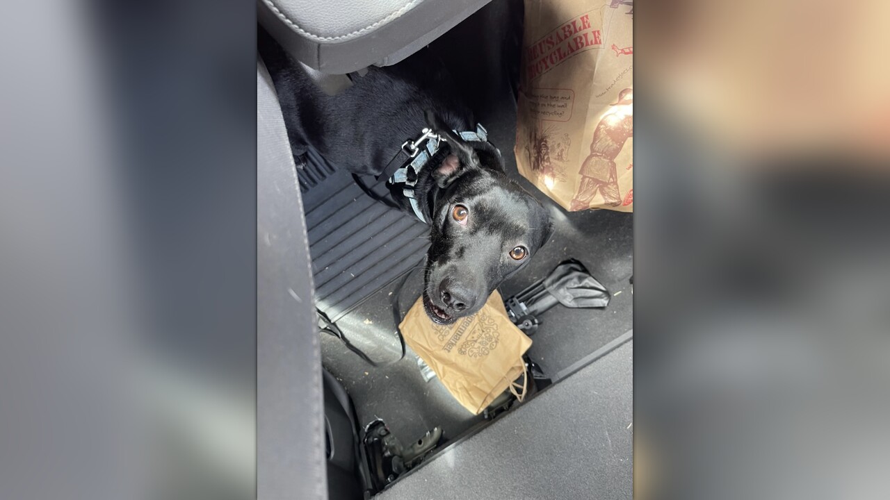 The Animal Foundation shares update on puppy rescued from hot car