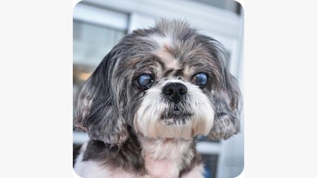 shih tzu going blind