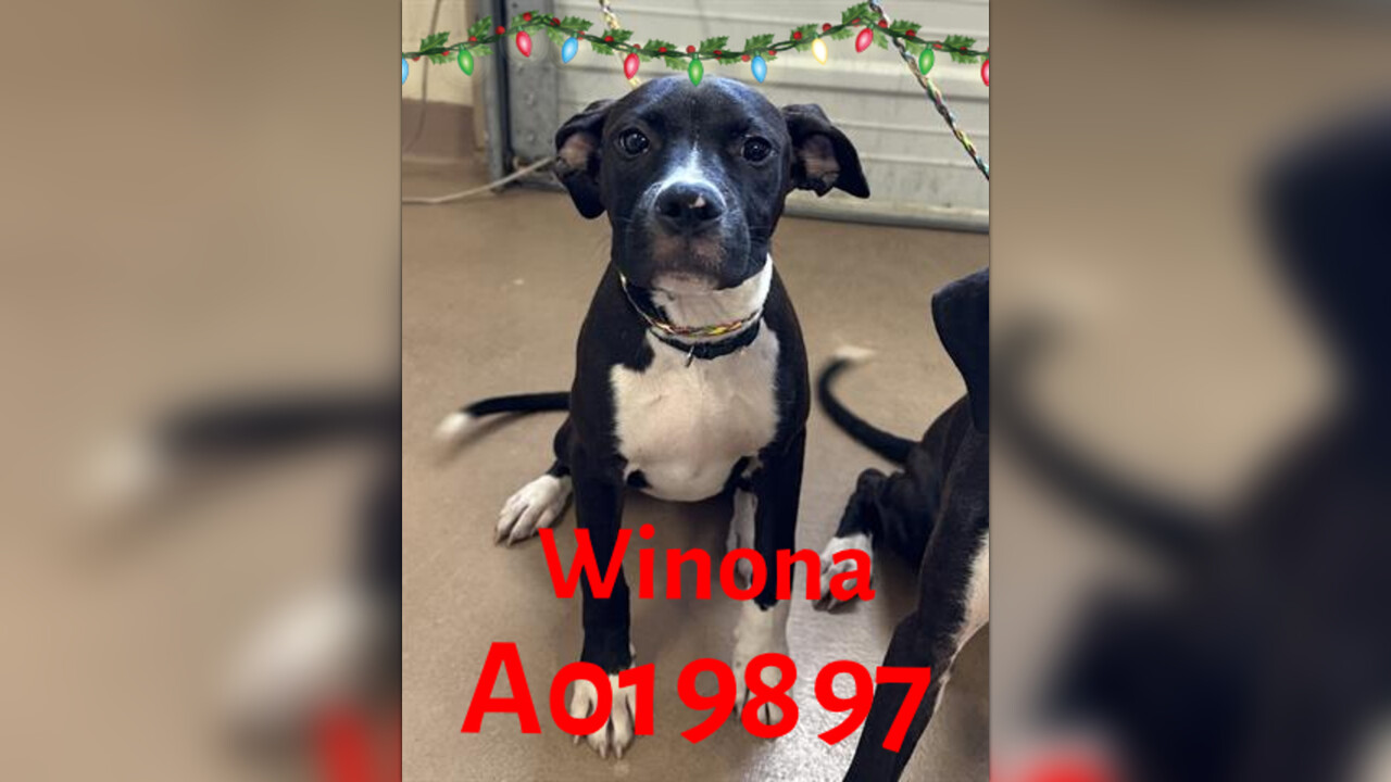 A19897 WINONA Puppy URGENT LIST for SPACE Clayton County AC by
