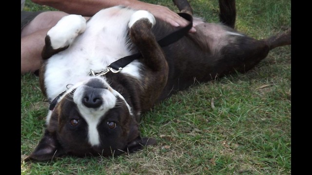 Dog Training Southfield Mi Dog Training Southfield Mi
