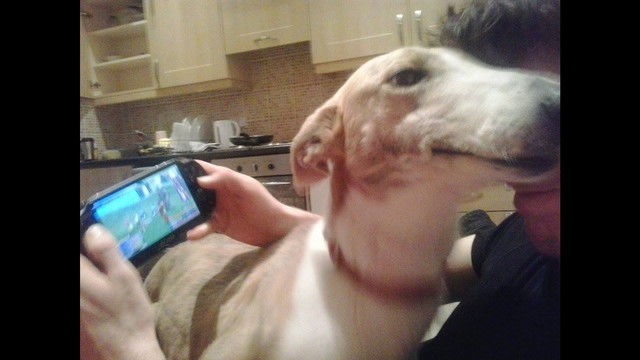 great hounds in need