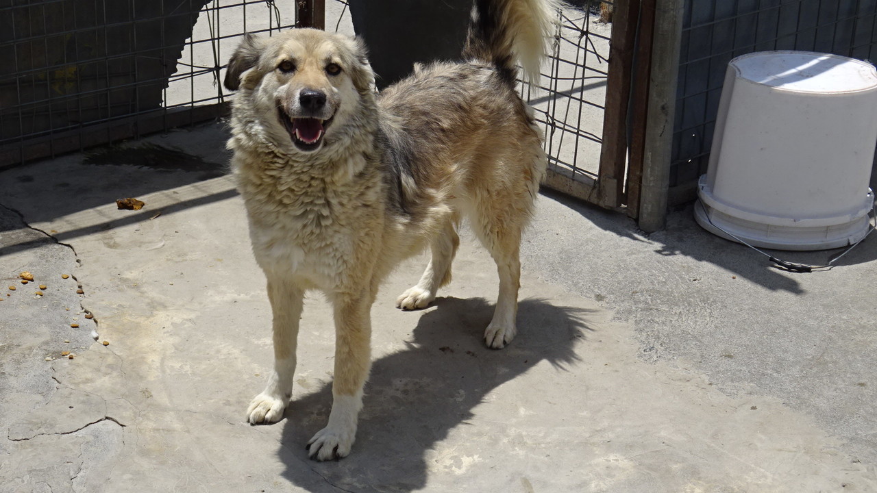 nowzad animal sanctuary