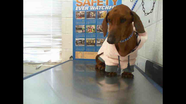 bull daniff for sale