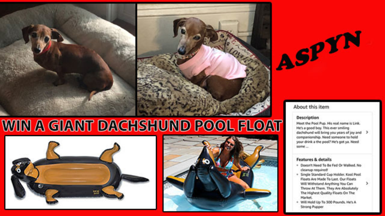 Giant Dachshund Pool Float Raffle for Aspyn's Care by Florida Dachshund Rescue
