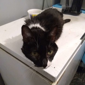 Please Help Me Save My Dying Cat By Gabriella Walker