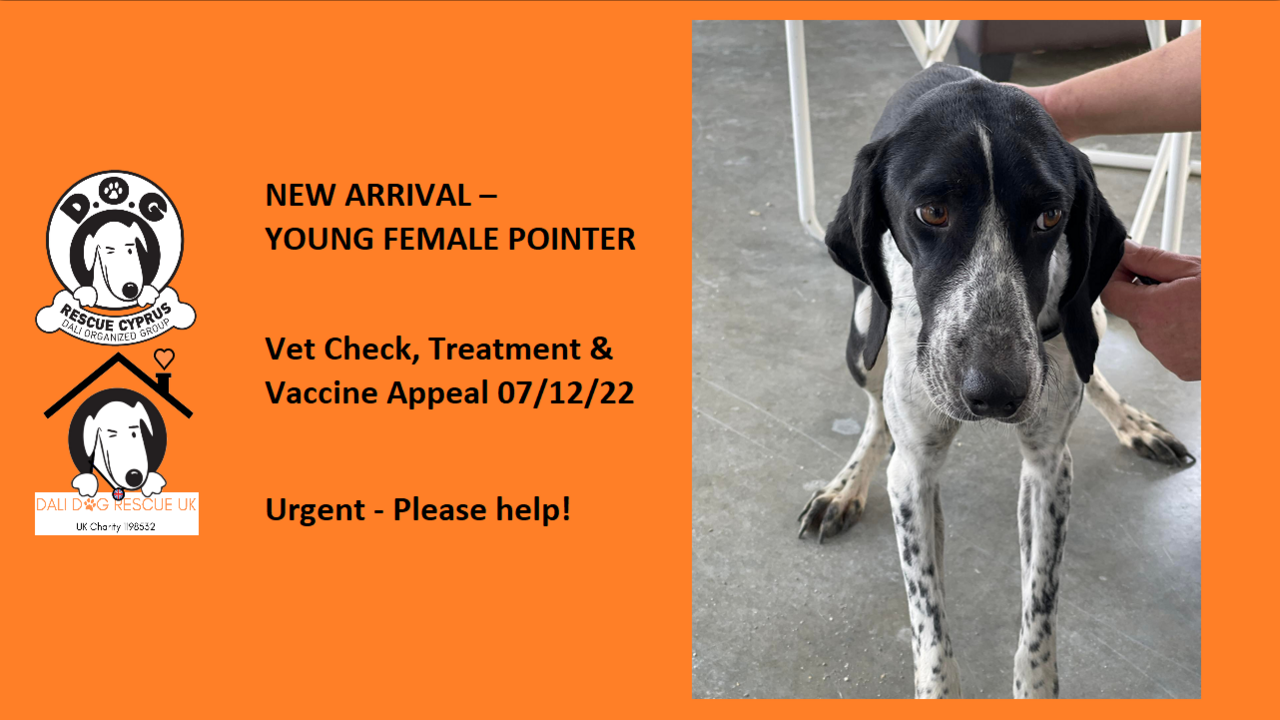 NEW ARRIVAL - YOUNG FEMALE POINTER - VET TREATMENT & VACCINE APPEAL 07 ...