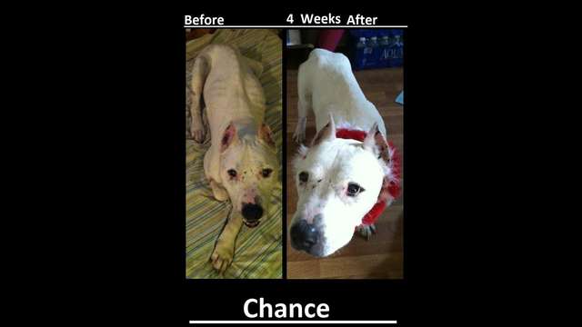 second chance pitbull rescue