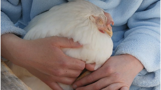 Help The Hen Haven Microsanctuary Get Implants By Espen Xandrius Leina S