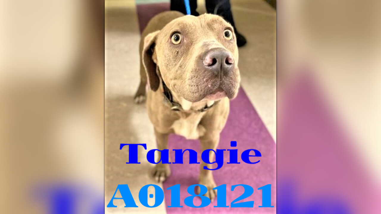 A18121 TANGIE URGENT Shelter at capacity Clayton County Animal