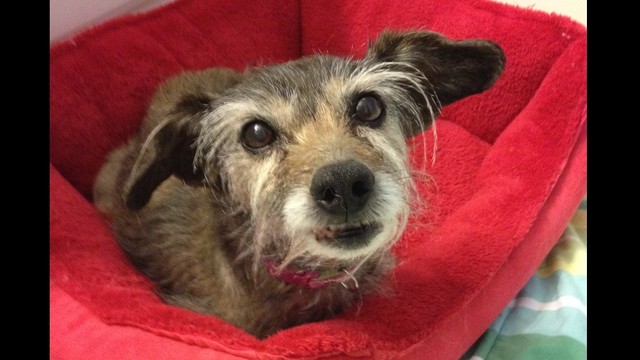 healing hearts animal rescue group