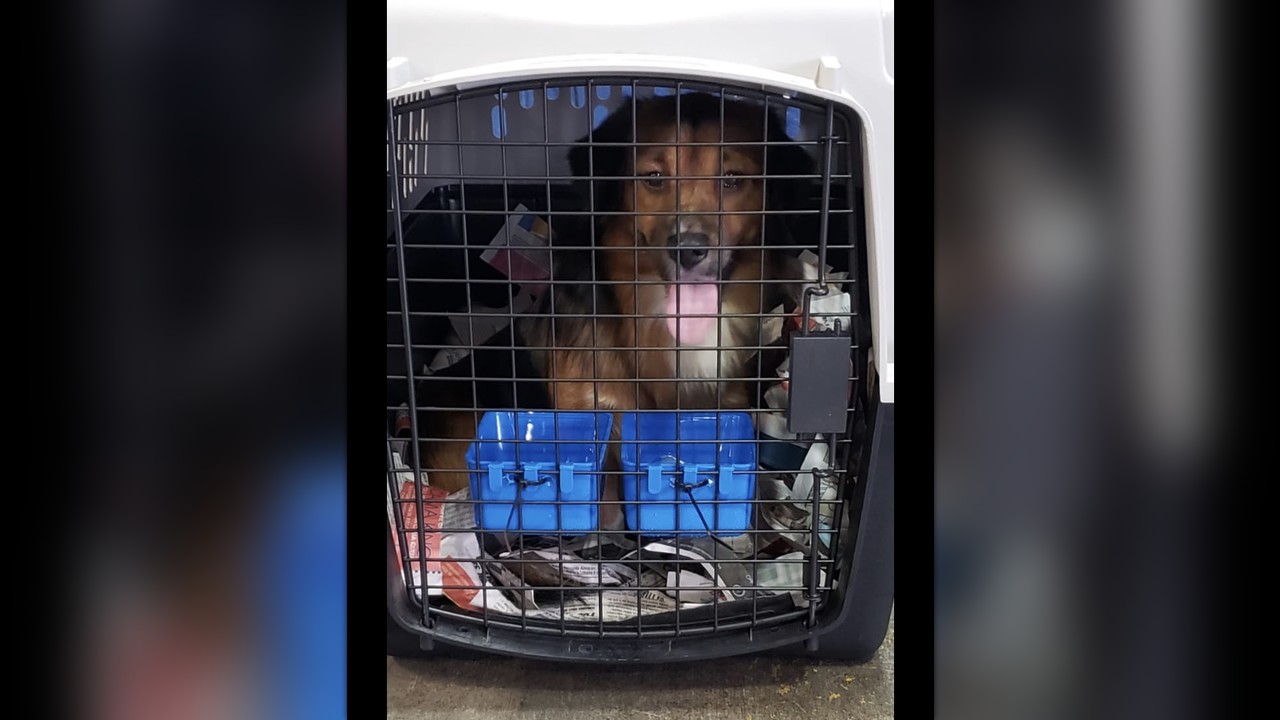 Paco Was Paralyzed In Puerto Rico And Needed Rescue By Dachshund Rescue South Florida Paco Was Paralyzed In Puerto Rico And Needed Rescue By Dachshund Rescue South Florida