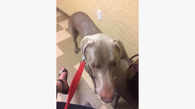 blue angel weimaraner rescue