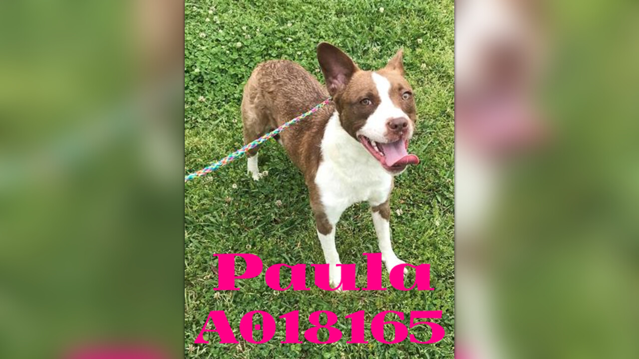 A18165 PAULA URGENT Shelter at capacity Clayton County Animal