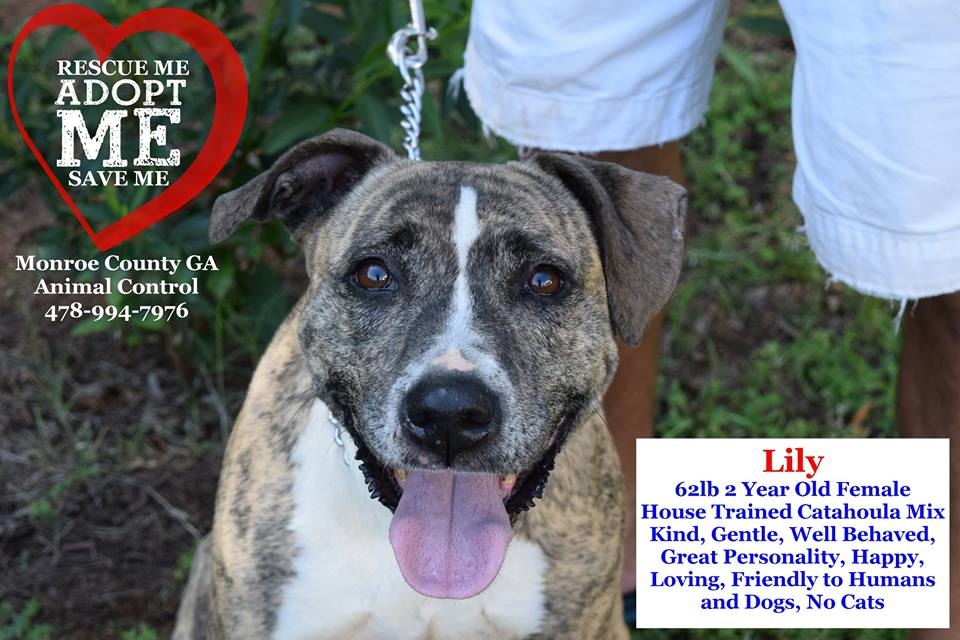 Catahoula georgia best sale