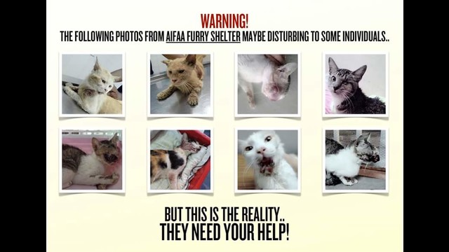 Need Help To Pay Medical Bills For Cat T Need Help To Pay Medical Bills For Cat T