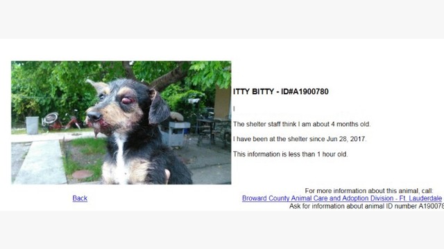 craigslist florida pets broward Latrina Cable craigslist florida pets broward Latrina Cable