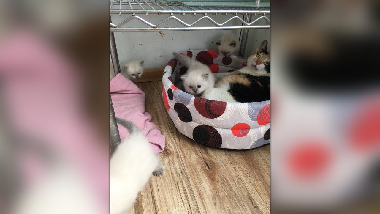 ringworm vaccine for cats