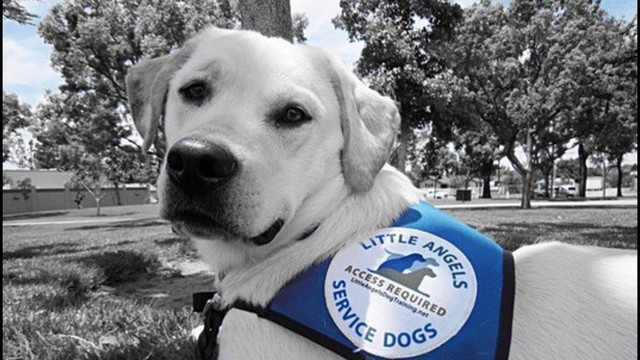 little angels service dogs