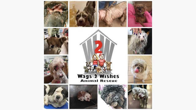 Wags 2 Wishes Vetting Fundraiser By Wags 2 Wishes Animal Rescue