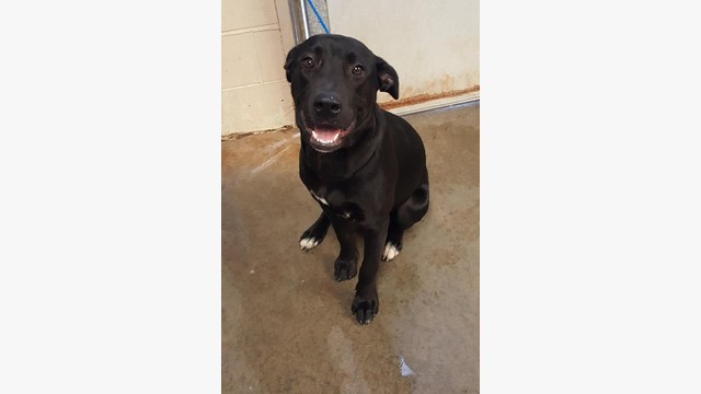 Lab Ridge Mix 163165 RIDGE lab mix male Clayton County AC by Partners for Pets, Inc.
