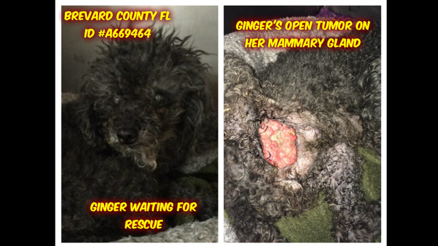 GINGER - Tiny Toy Poodle with a Huge Open Tumor by Just Jacks