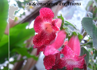 SubConscience CreAtions by Bechella Bellini