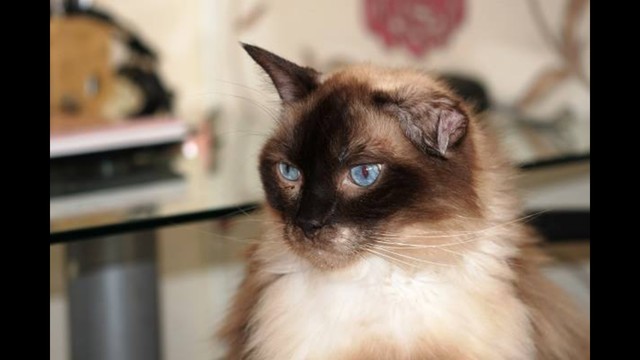 Ragdoll rescue sales