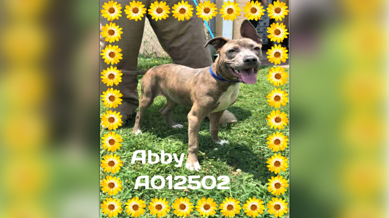 A12502 ABBY URGENT List Clayton County AC by Partners for Pets, Inc.
