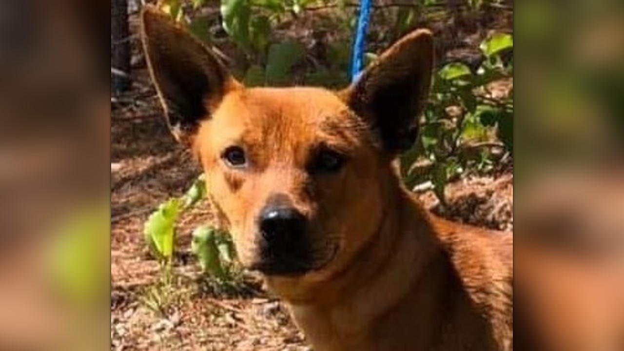 Urgent Help Needed to Rescue Luke! by Last Chance Animal Rescue Fund