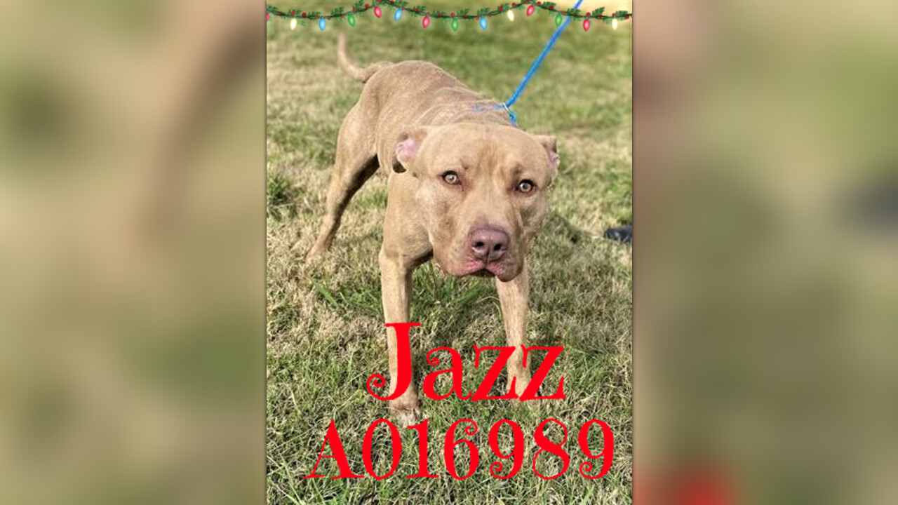 A16989 JAZZ URGENT LIST Clayton County AC By Partners For Pets Inc 