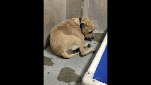 little paws of love rescue