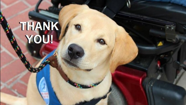 little angels service dogs