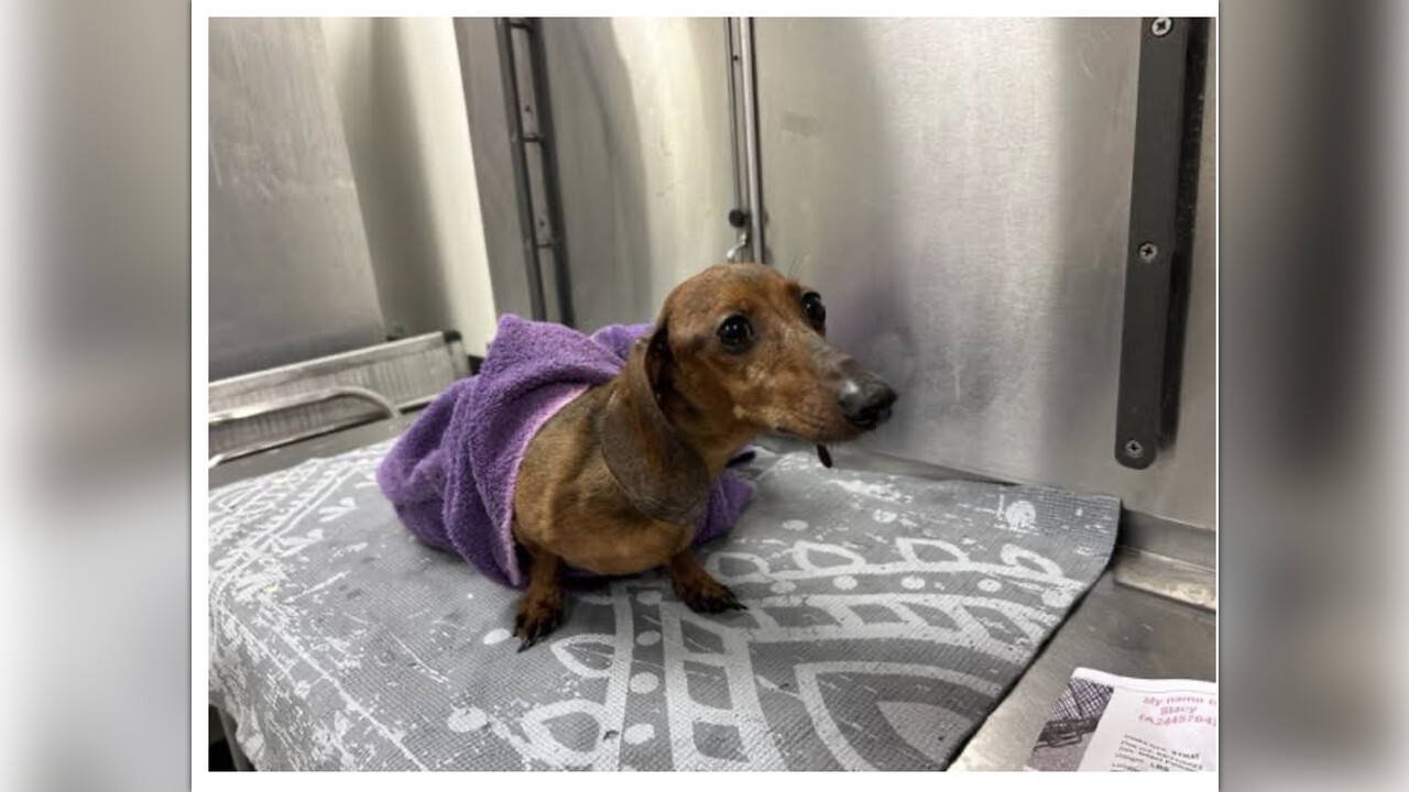 Dachshund shelter deals