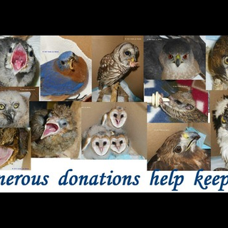 Mystery birds and a new fundraiser - Laurens Wildlife Rescue