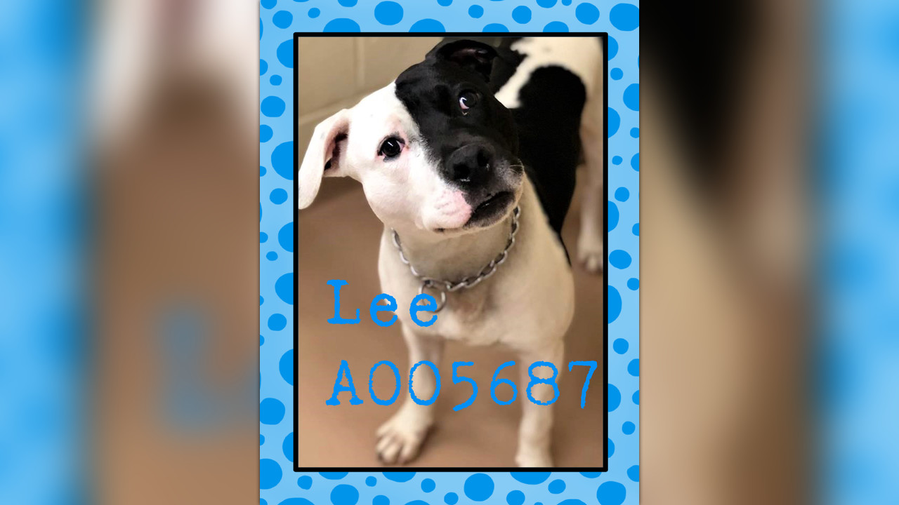 A005687 LEE URGENT list Clayton County AC by Partners for Pets, Inc.