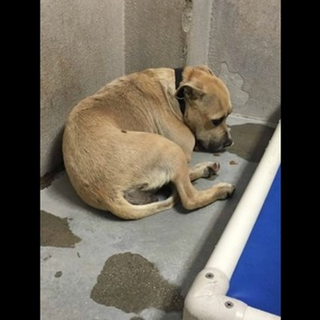 little paws of love rescue