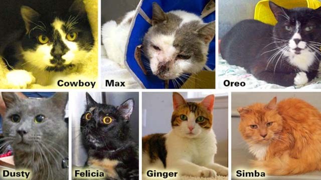 fancy cats rescue team